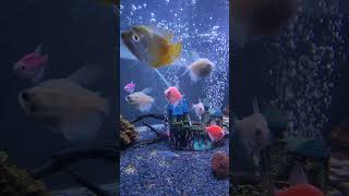 Aquarium  Colourfull Fishes  shorts ytshorts fish shortvideo [upl. by Mundt496]