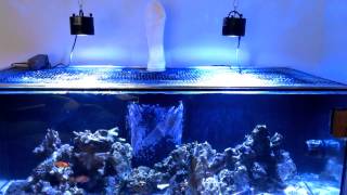 Kessil A350w [upl. by Jeunesse]