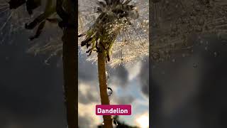 Common Dandelion Flower youtube short nature farming viral video tranding creator comment [upl. by Fischer]