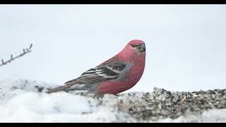 Pine Grosbeak in the SaxZim Bog [upl. by Alfy677]