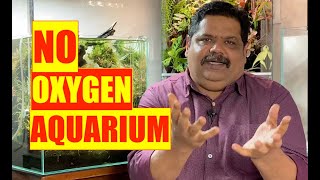 No Oxygen Aquarium  Aquarium Air Pumps  Fish Tank Bubbles  Mayur dev Aquascaper 4K [upl. by Cibis157]