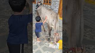 Gomatha cow video  gomatha Pooja sathvik funny YouTube channel [upl. by Relda]