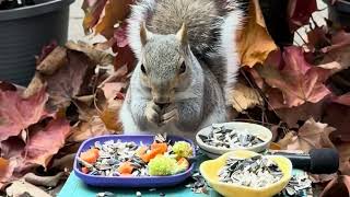 Adorable Squirrel having a buffet [upl. by Gaut691]