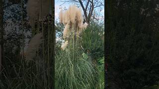 Pampas grass feathery stems pampasgrass ornamentalgrass featherygrass [upl. by Nasus]