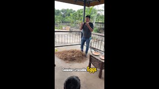 Crocodile Farm TourMOV [upl. by Umeh]