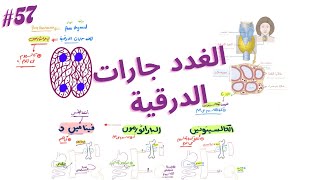 الكالسيتونين والباراثورمون  الغدد جارات الدرقية [upl. by Allistir]