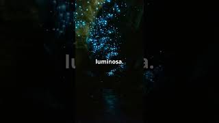 Discover the Magic of Waitomo Glowworm Caves shorts [upl. by Asirem]