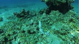 Freediving in Moorea  French Polynesia [upl. by Ahsienyt]