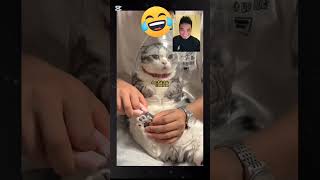 Cat nails cutting techniques shorts funny [upl. by Farrell]