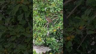 Hoje um casal de Aracuãescamoso Ortalis squamata veio visitar a árvore de Araçáamarelo [upl. by Accisej]