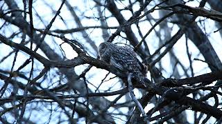 Slaguggla läteUral owl calling Strix Uralensis  Dalarna Sweden [upl. by Lednar]