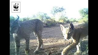 A camera trap captures footage of Iberian lynx cubs [upl. by Tedman]