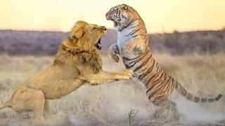 Siberian Tiger In The Battle With One Blow Struck The Lion On The Spot [upl. by Austine]