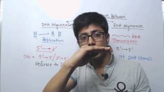 DNA Polymerase vs RNA Polymerase [upl. by Blatman]