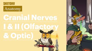 Cranial Nerve I and II Anatomy  USMLE Step 1  Sketchy Medical [upl. by Borreri848]