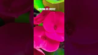 Corona de cristo euphorbia milii crown of christ jardinfeliz video videoshort plants flowers [upl. by Raynard]