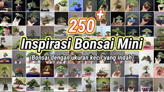 INSPIRASI BONSAI MINI TERBAIK BONSAI MINION BONSAI SHITO [upl. by Dylana]