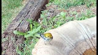 Female Blackthroated Green Warbler [upl. by Ardnuasal]