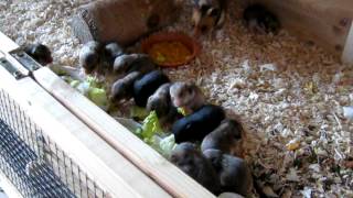 Goldhamster mit 15 Kindern [upl. by Aretta]