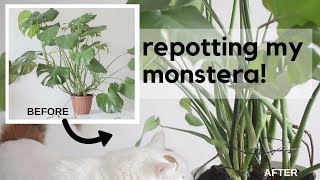 Repotting my Monstera deliciosa  the roots may shock you 🌱 [upl. by Alidus]