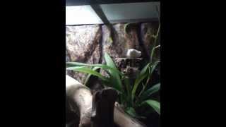 Gold dust day gecko breeding and playing in Terrarium [upl. by Atiuqet419]