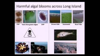 Effects of Excessive Nitrogen Loading on Long Islands Coastal Ecosystems [upl. by Atinauj]