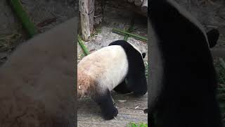 Giant pandas hide and eat bamboo😂 [upl. by Alak]