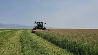 2023 Second Cut Sainfoin Hay [upl. by Anilet141]