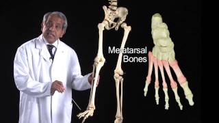 The Foot Bones  Anatomy Tutorial [upl. by Dion]