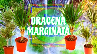 🙋DRACAENA MARGINATA O DRÁCENA SUS CUIDADOS🤗🌺🌺🌼🪴🌿 [upl. by Cony]