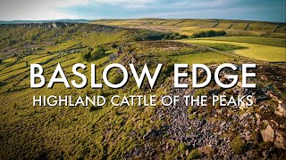 HIGHLAND CATTLE of BASLOW EDGE  VISIT PEAK DISTRICT NATIONAL PARK UK [upl. by Edmon749]