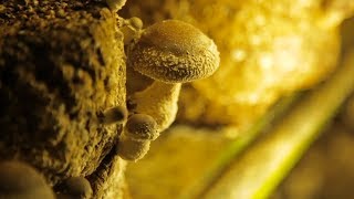 MUSHROOM  How Does it Grow [upl. by Charleton68]