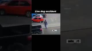 Live Dog Accident comedy funny funnyshorts [upl. by Annohsat991]