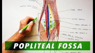 Popliteal Fossa  location  boundaries contents ayesha medical education [upl. by Mariellen]