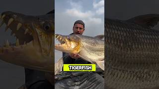 Tigerfish The RazorToothed King of Africa’s Freshwatershorts shortvideo [upl. by Dorthea]