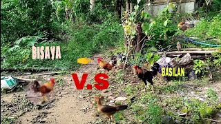 BALAW NA BISAYA VS BASILAN X PERUVIAN 🐓🐓🐓 [upl. by Townie462]