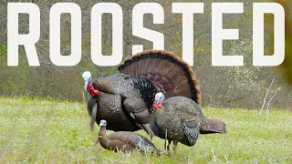 ROOSTED S2 E3  Ohio Turkey Hunt Big Gobbler Attacks Decoys [upl. by Ennaihs740]