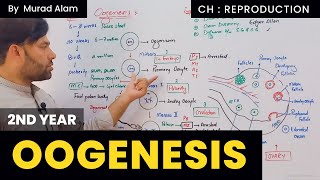 OOGENESIS Inter Part II in Pashto The Home of Science [upl. by Spring359]