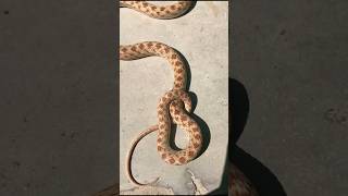 Spalerosophis diadema snake viralvideo viralshorts animals [upl. by Rosenquist]