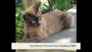 Hypokalaemia in a Burmese cat [upl. by Airottiv638]