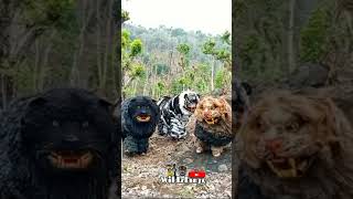 tiga barong macan singo Raung di pegunungan [upl. by Daria]