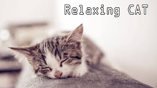 Tidur Kucing Musik  Relaxing [upl. by Earl]