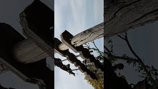 Temple vibes  trees  nature valmidi shorts viralvideo tranding ramalayam nature music [upl. by Coppinger65]