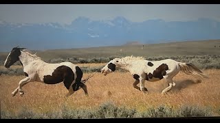 WHOA Wild Horses of America Ep 9 McCullough Peaks in Wyoming by Karen King [upl. by Levitan]