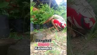 Dongkel Babon Kaliandra gardening garden gardeningtips pekaranganrumah bonsai kaliandra fyp [upl. by Eiggem532]