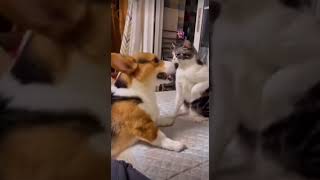 Daily Dose of HILARIOUS Dogs and Cats 😂🐶😹 funnyshorts funnydogsandcats laughterchallenge [upl. by Ettennod143]