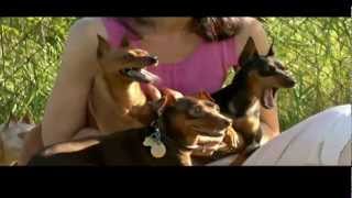 DOGS 101 Miniature Pinscher [upl. by Elocaj894]