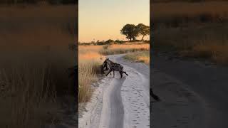 Epic Wildlife Encounter Hyena Hunting Prey in the African Savannah  Stunning Safari Footage [upl. by Esetal629]