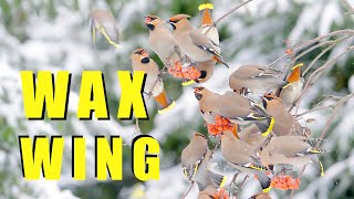 BOHEMIAN WAXWING flock of birds in winter [upl. by Kort]