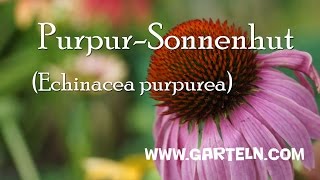 Echinacea purpurea Roter Sonnenhut im eigenen Garten [upl. by Sudaorb]